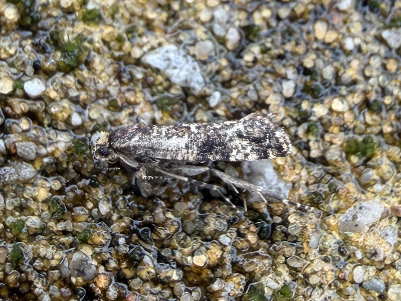 Acrolepia autumnitella 