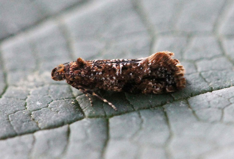 Acrolepia autumnitella 