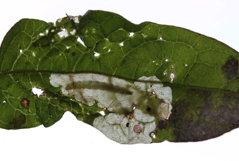 Acrolepia autumnitella 