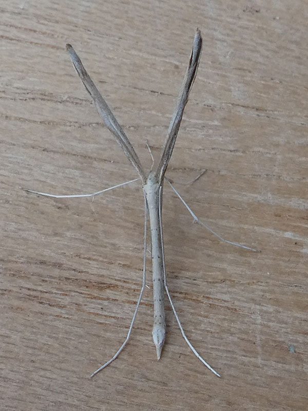 Agdistis bennetii 