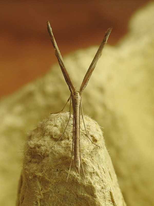 Agdistis bennetii 