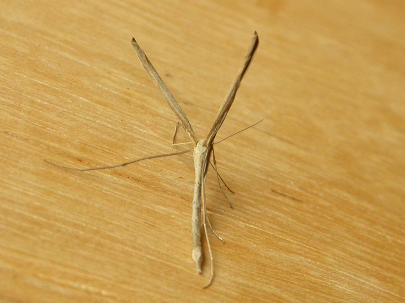 Agdistis bennetii 