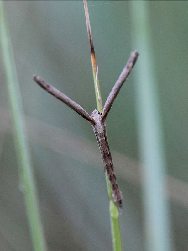 Agdistis bennetii 