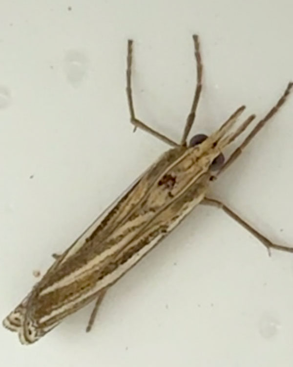 Ancylolomia tentaculella 