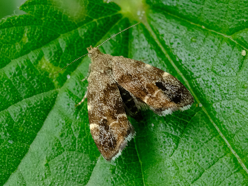 Anthophila fabriciana 