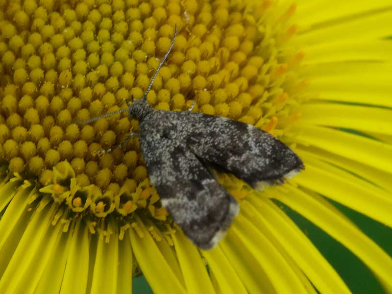 Anthophila fabriciana 