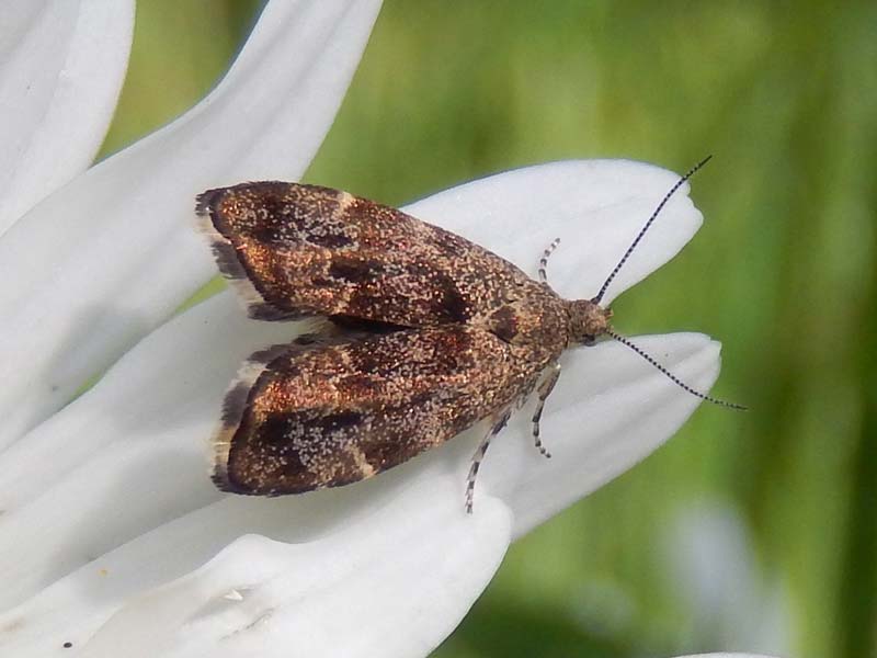 Anthophila fabriciana 