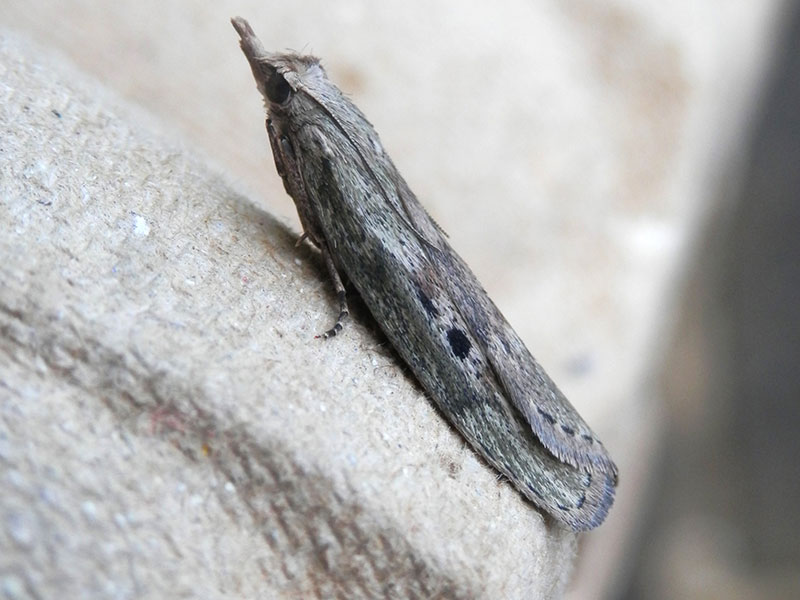 Aphomia sociella 