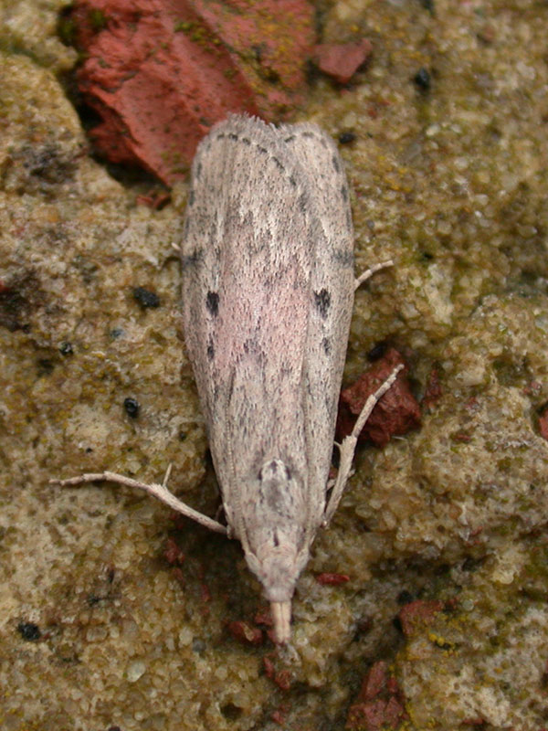 Aphomia sociella 