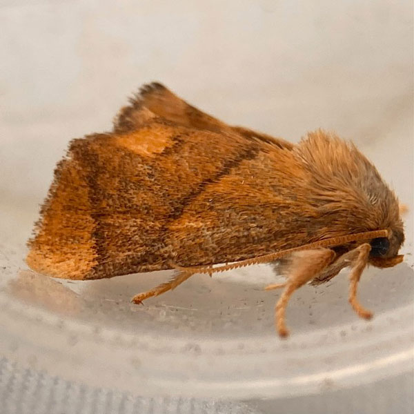 Apoda limacodes 