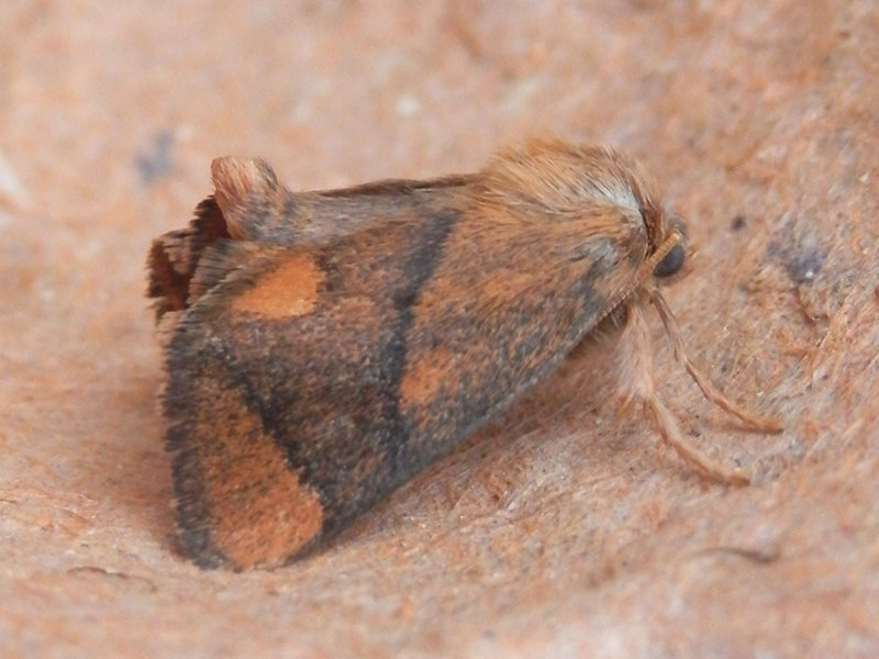 Apoda limacodes 