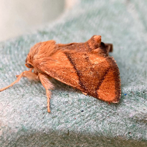 Apoda limacodes 