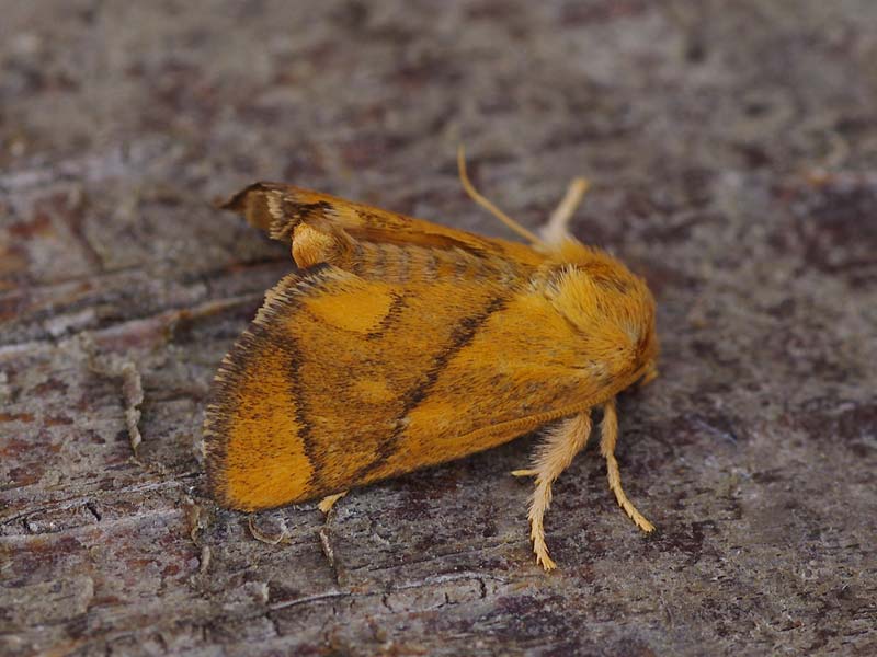 Apoda limacodes 