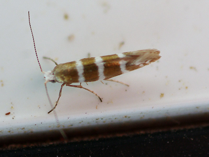 Argyresthia trifasciata 