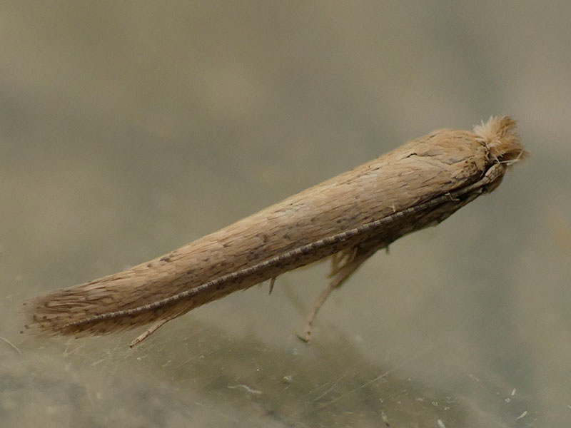 Bedellia somnulentella 