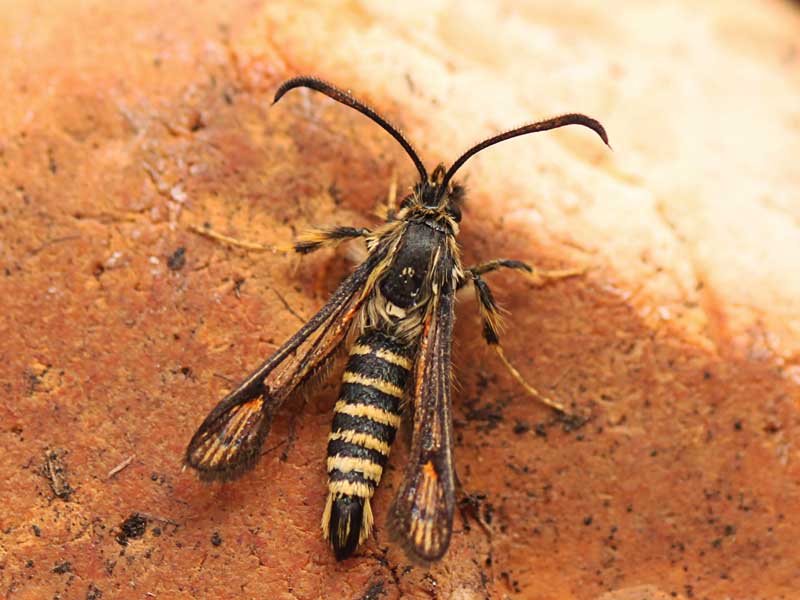 Bembecia ichneumoniformis 