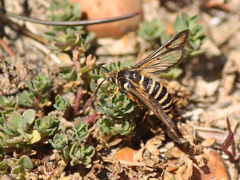Bembecia ichneumoniformis 