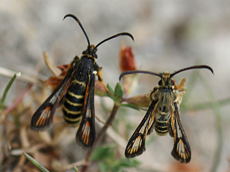 Bembecia ichneumoniformis 