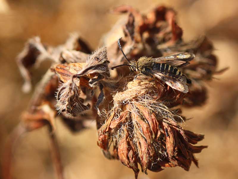 Bembecia ichneumoniformis 