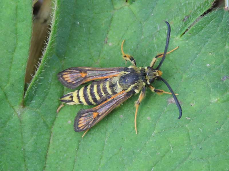Bembecia ichneumoniformis 