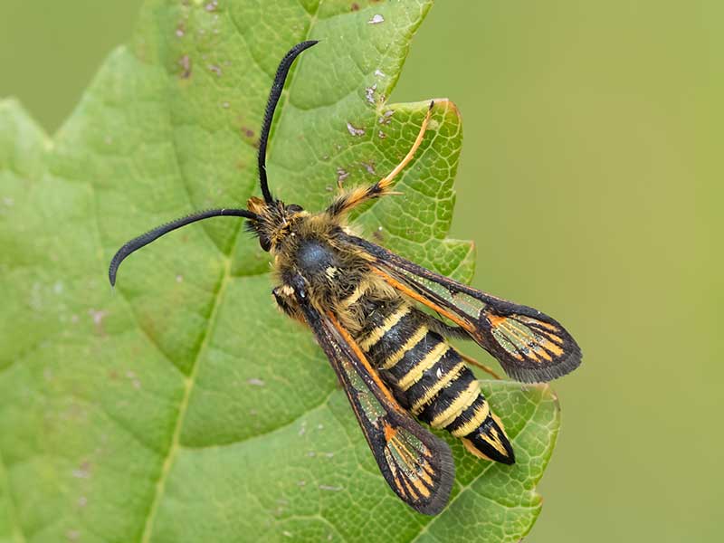 Bembecia ichneumoniformis 