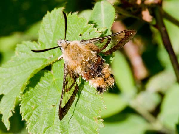Hemaris fuciformis 