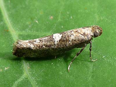 Acrolepiopsis assectella 