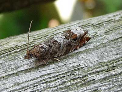 Sussex Moth Group: Ancylis achatana