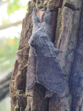 Calliteara pudibunda 