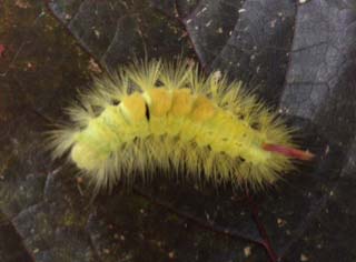 Calliteara pudibunda 