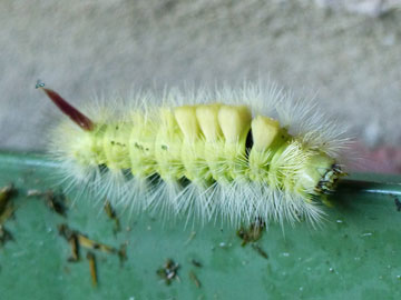 Calliteara pudibunda 