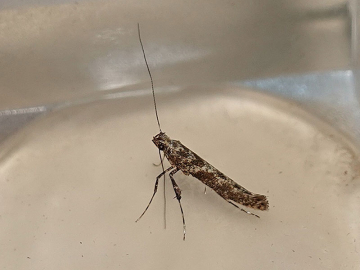 Caloptilia cuculipennella 