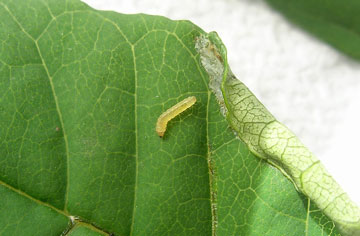 Caloptilia cuculipennella 