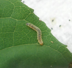 Caloptilia cuculipennella 