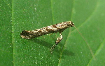 Caloptilia cuculipennella 