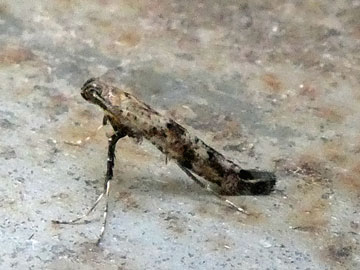 Caloptilia populetorum 