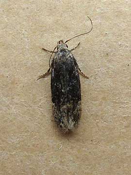 Carpatolechia fugitivella 