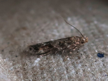 Caryocolum fraternella 