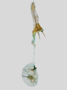 Caryocolum fraternella 