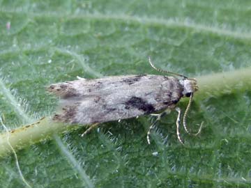 Caryocolum blandella 
