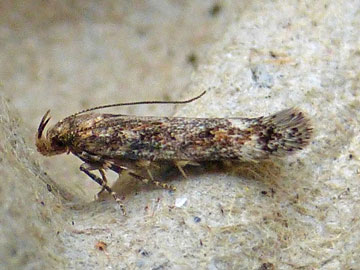 Caryocolum fraternella 