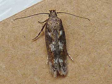 Caryocolum tricolorella 