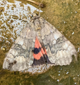 Catocala nupta 