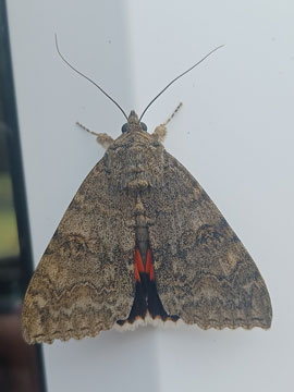 Catocala nupta 