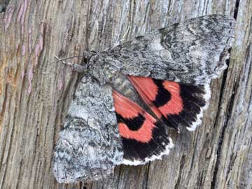 Catocala nupta 