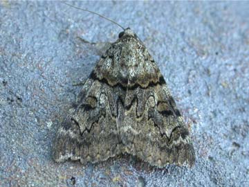 Catocala nymphagoga 