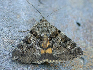 Catocala nymphagoga 