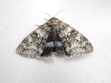 Catocala fraxini 