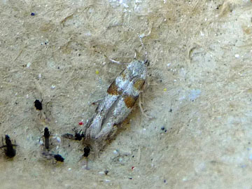 Cedestis gysseleniella 