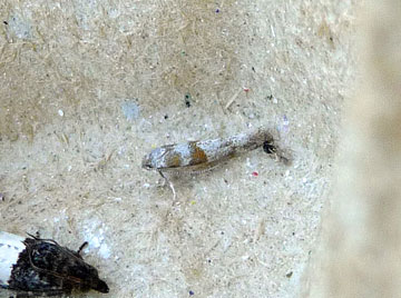 Cedestis gysseleniella 